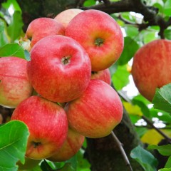 Manzana, una fruta que alarga la vida